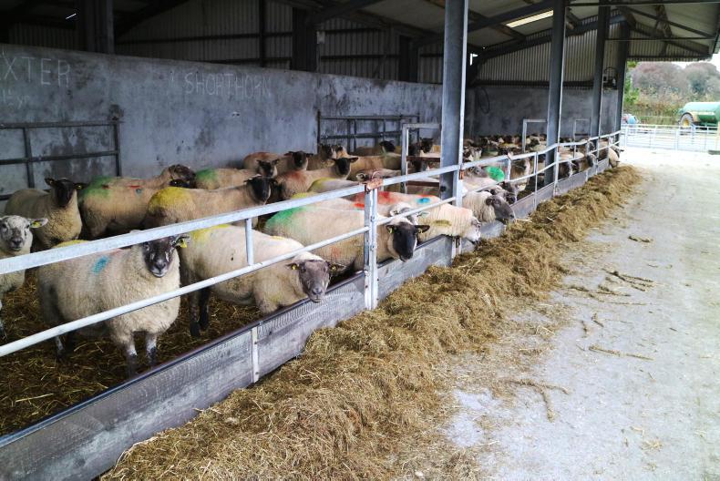 The toughest year to date for Athenry demo flocks The toughest year to date for Athenry demo flocks