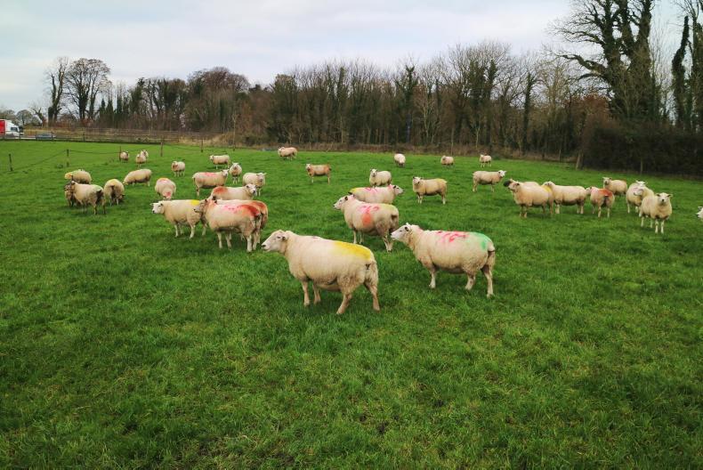 The toughest year to date for Athenry demo flocks The toughest year to date for Athenry demo flocks