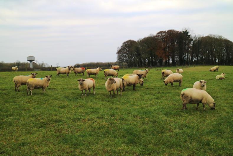 The toughest year to date for Athenry demo flocks The toughest year to date for Athenry demo flocks