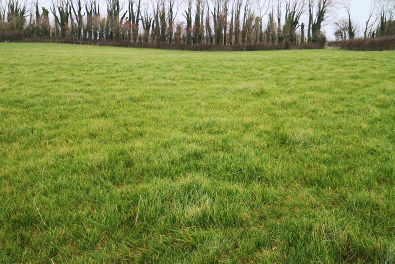 The toughest year to date for Athenry demo flocks The toughest year to date for Athenry demo flocks