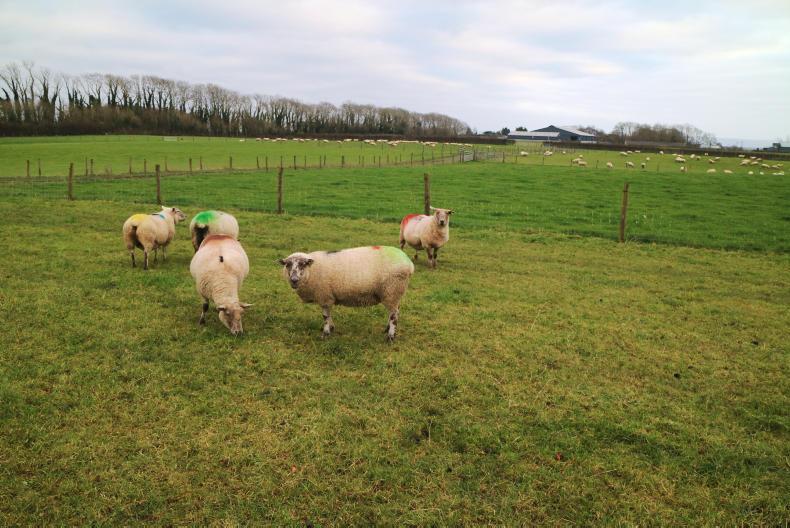 The toughest year to date for Athenry demo flocks The toughest year to date for Athenry demo flocks