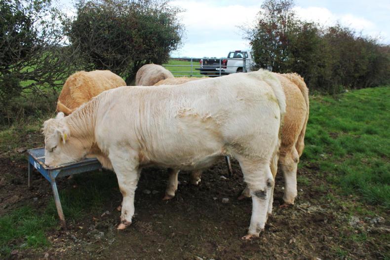 NI beef kill set to rise in 2017 NI beef kill set to rise in 2017