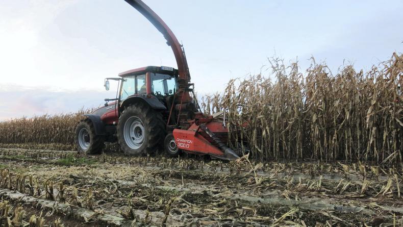 Watch: all about the maize in West Cork Watch: all about the maize in West Cork