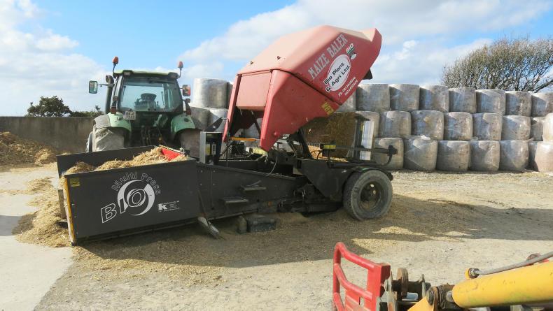 Watch: all about the maize in West Cork Watch: all about the maize in West Cork