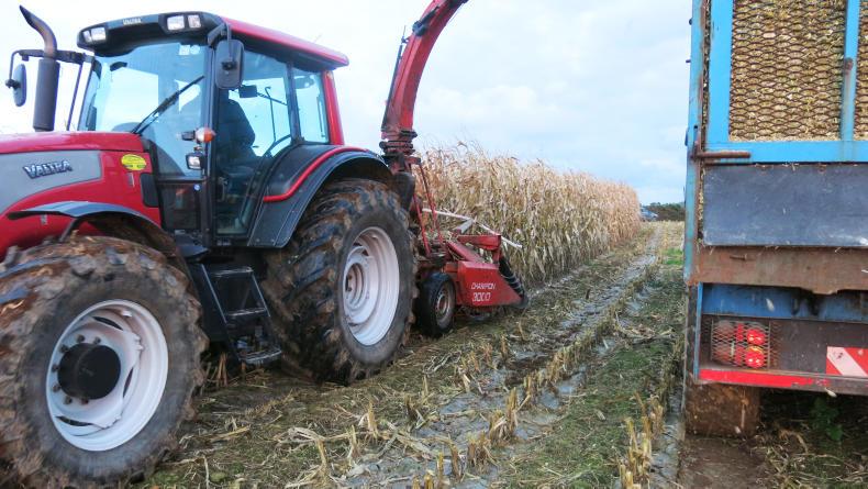 Watch: all about the maize in West Cork Watch: all about the maize in West Cork