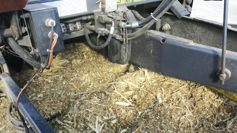 Watch: all about the maize in West Cork Watch: all about the maize in West Cork