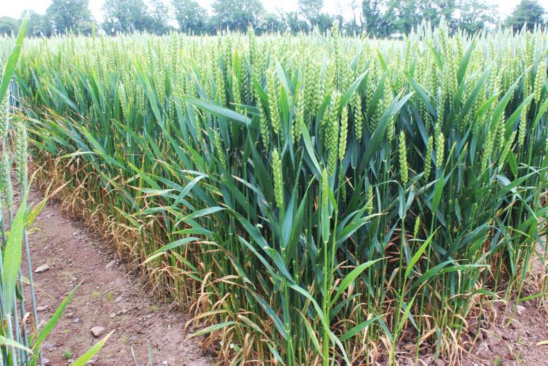 Septoria conference set for 22 March Septoria conference set for 22 March