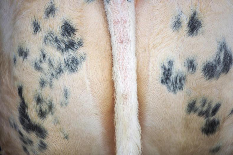 Blues for the Belgian cattle society Blues for the Belgian cattle society