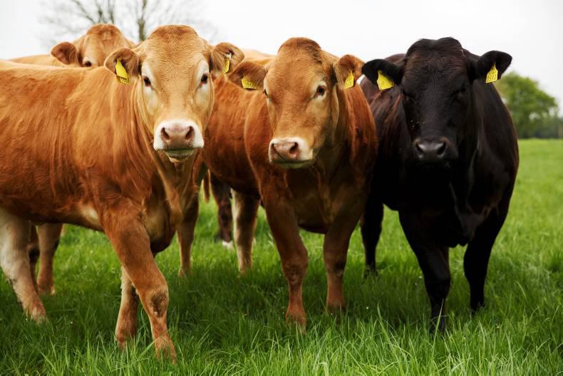 Northern view: tighter numbers sees base beef price hit 350p/kg Northern view: tighter numbers sees base beef price hit 350p/kg