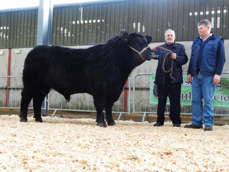 Christmas comes early for Carrigroe Christmas comes early for Carrigroe