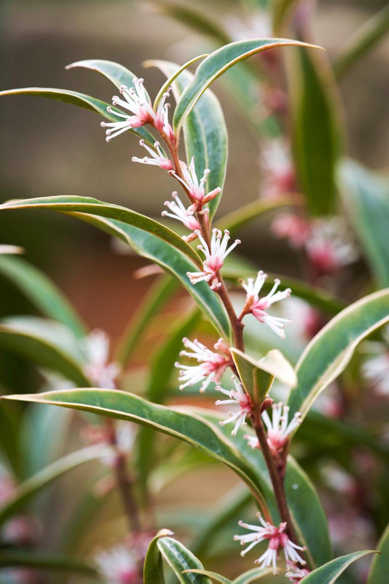 The beautiful fragrance of Christmas box The beautiful fragrance of Christmas box
