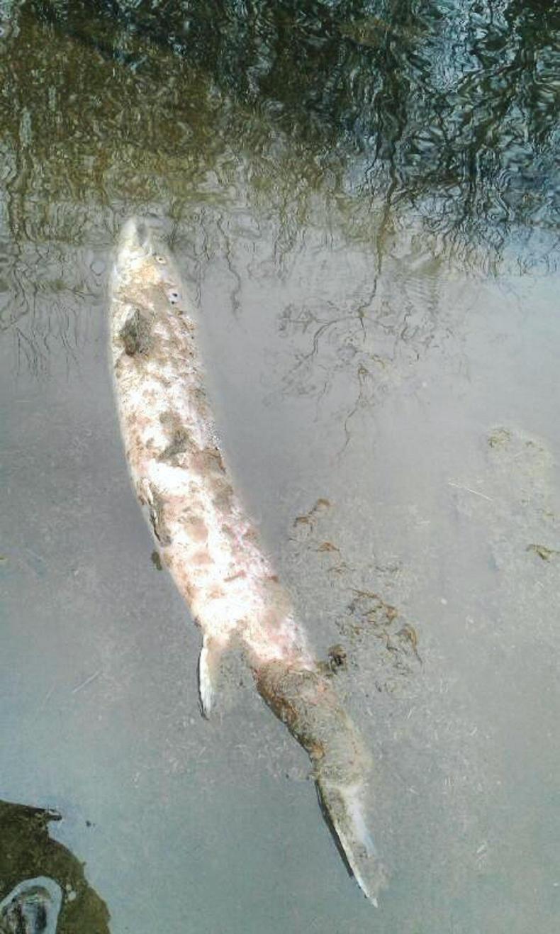 Slurry at centre of fish kill investigations Slurry at centre of fish kill investigations