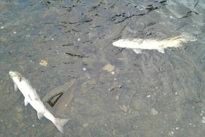 Slurry at centre of fish kill investigations Slurry at centre of fish kill investigations