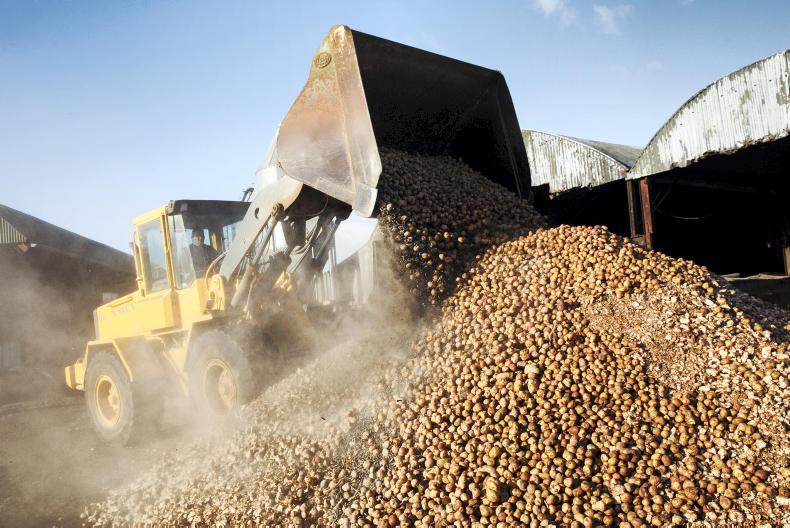 2016 in photos: November - marts, calving and harvesting maize 2016 in photos: November - marts, calving and harvesting maize