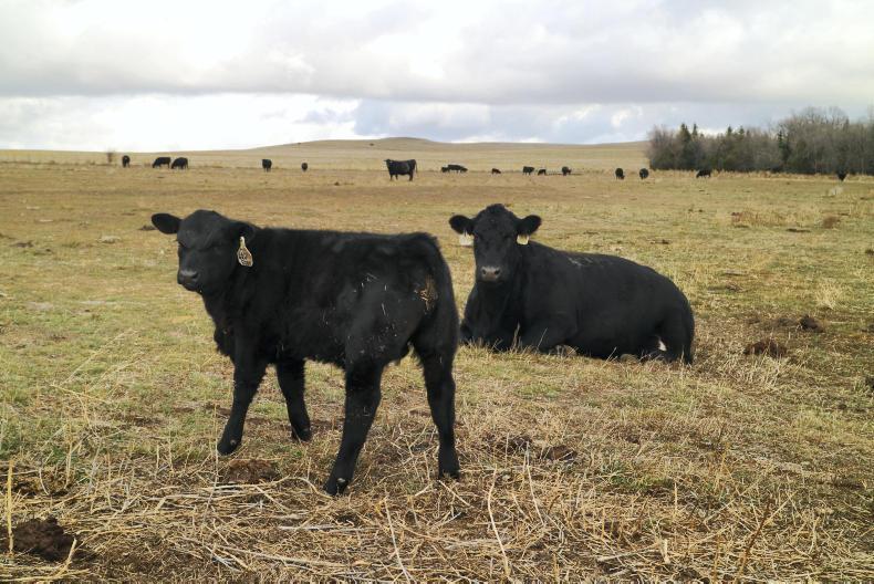 Herd focus: Chalky Butte Angus Herd focus: Chalky Butte Angus