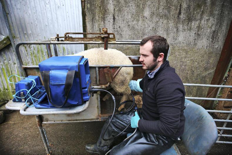 Higher scanning rates with lambing pushed back Higher scanning rates with lambing pushed back