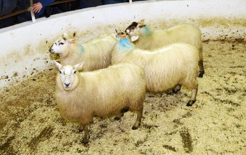Sheepwatch: sheep trade holds steady Sheepwatch: sheep trade holds steady