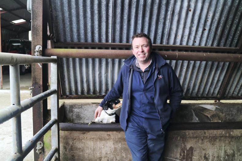 Herd focus: Ampertaine Limousin Herd focus: Ampertaine Limousin