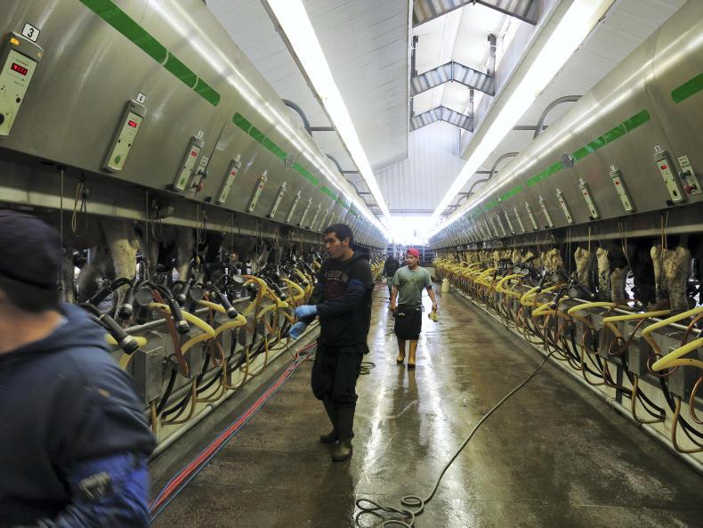 Immigrants milking it for Trump Immigrants milking it for Trump