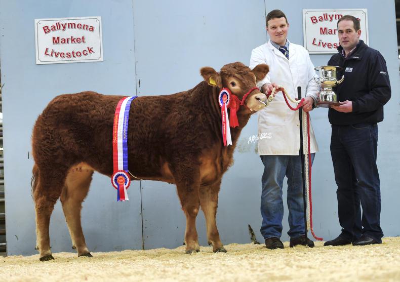 Successful calf spectacular kicks off 2017