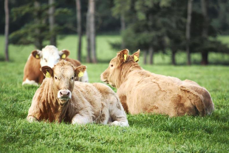 ‘Tuberculosis-resistant’ cattle developed in China ‘Tuberculosis-resistant’ cattle developed in China