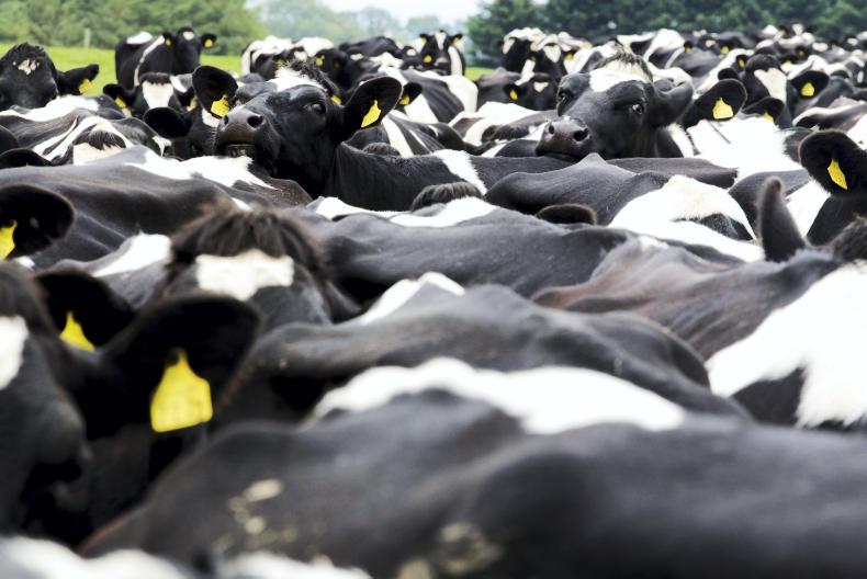 4,500 dairy cows ship out to China 4,500 dairy cows ship out to China