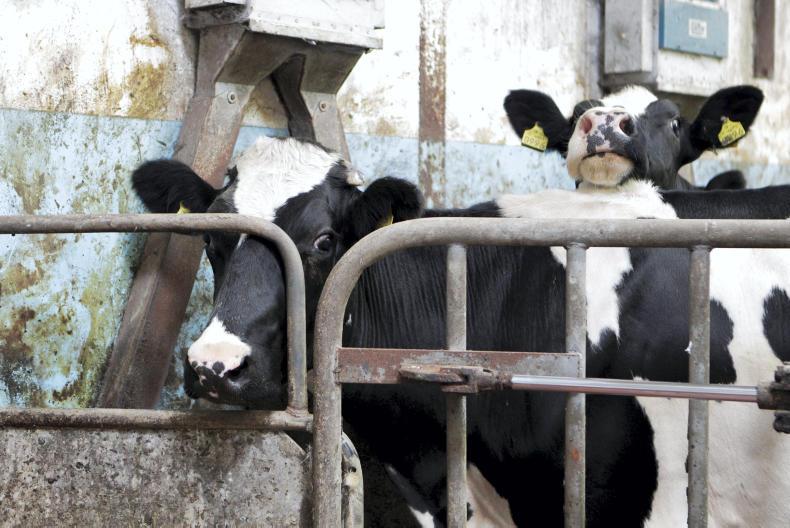 Strathroy goes on the hunt for milk Strathroy goes on the hunt for milk