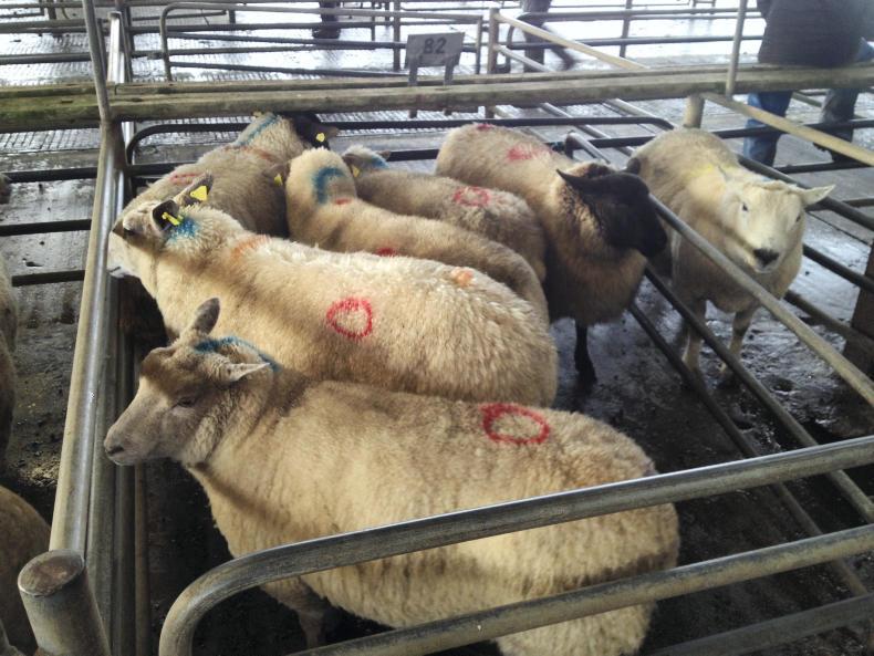 Sheepwatch cull ewe trade improving Premium