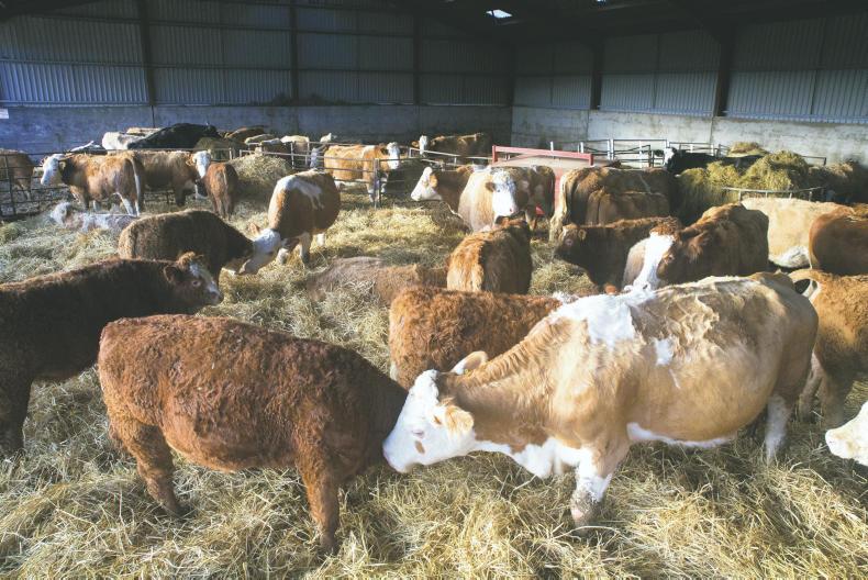 Farm Profit Programme: the Biffen family profile Farm Profit Programme: the Biffen family profile