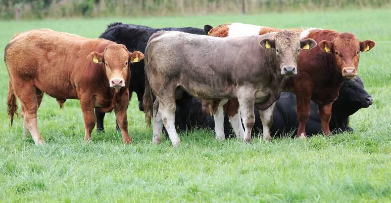Gross margin increases by £517/ha in three years on NI suckler programme farms Gross margin increases by £517/ha in three years on NI suckler programme farms