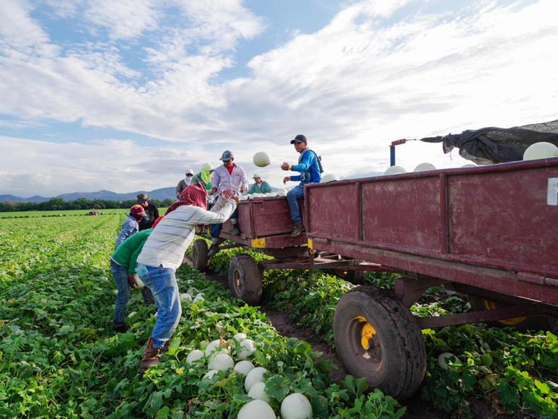 Fyffes times better - following fruit around the world Fyffes times better - following fruit around the world