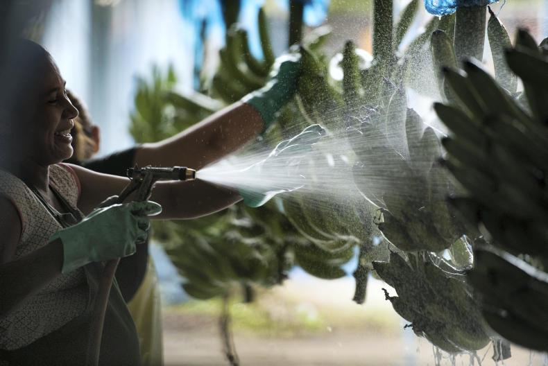 Fyffes times better - following fruit around the world Fyffes times better - following fruit around the world