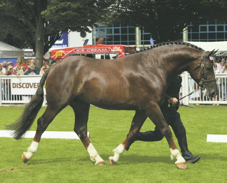 BREEDING: Scrapman - the pocket money prince BREEDING: Scrapman - the pocket money prince