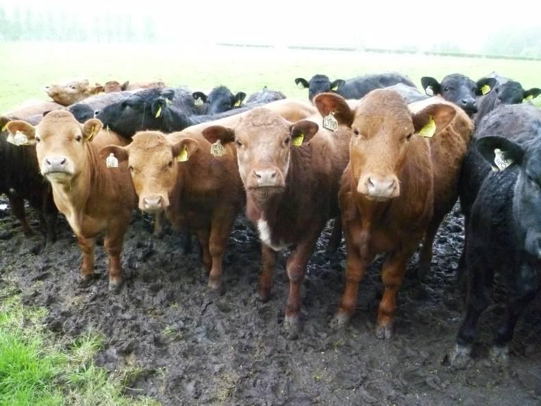 Bring back metal cattle tags – UFU Bring back metal cattle tags – UFU