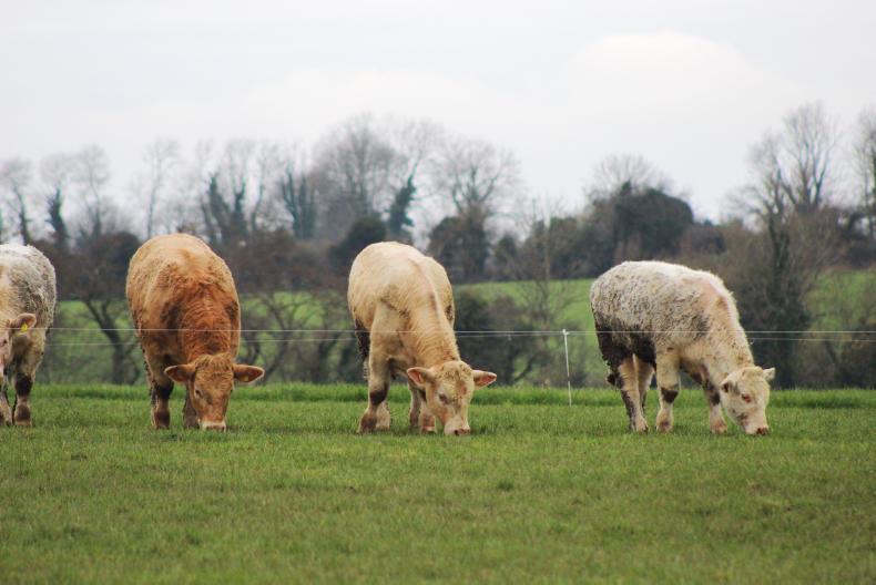 NI beef prices firm as cattle numbers tighten NI beef prices firm as cattle numbers tighten