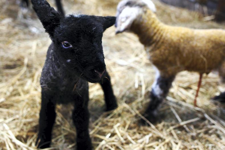 Farmers should record and investigate lambing losses Farmers should record and investigate lambing losses