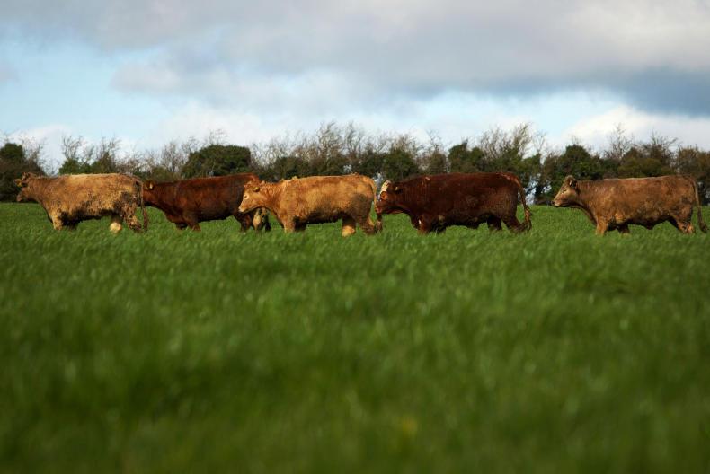 Numbers of traditionally bred calves rising Numbers of traditionally bred calves rising