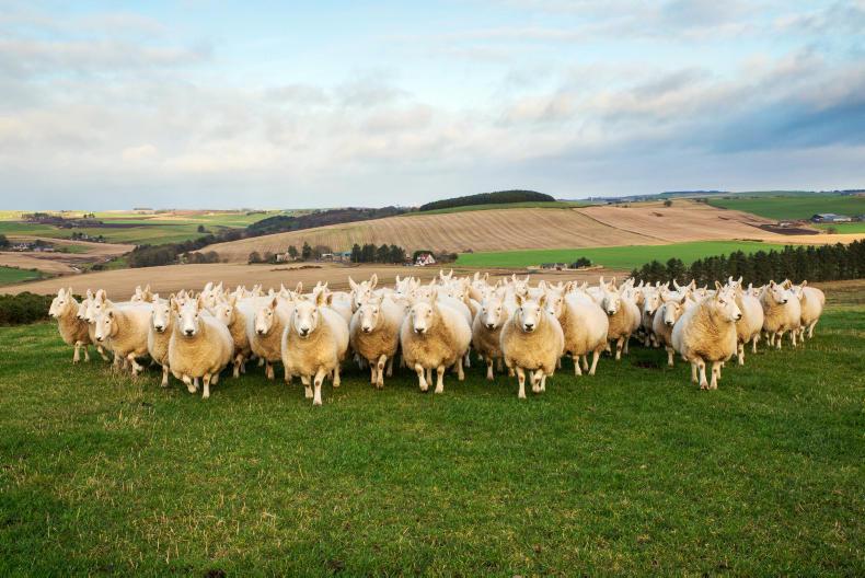 Farm Profit Programme: compacting calving period to increase profitability Farm Profit Programme: compacting calving period to increase profitability