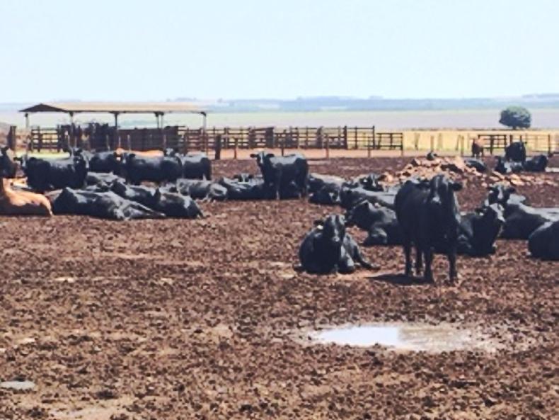 The problem isn’t Brazilian meat; it is Brazilian controls The problem isn’t Brazilian meat; it is Brazilian controls