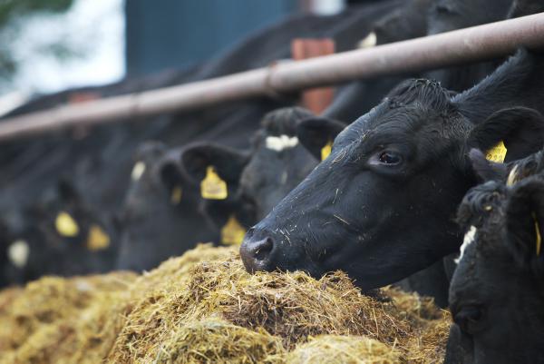 Powder under pressure but prices hold Powder under pressure but prices hold