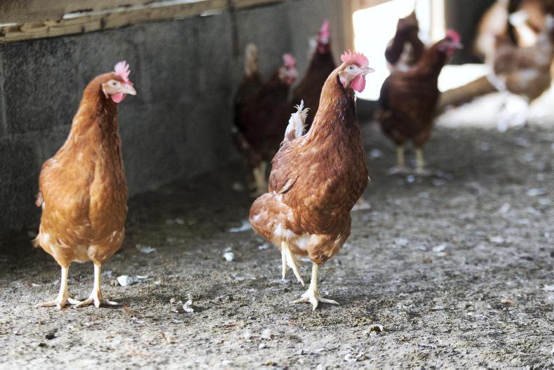Bord Bia to revise its quality assurance scheme for poultry 30 November