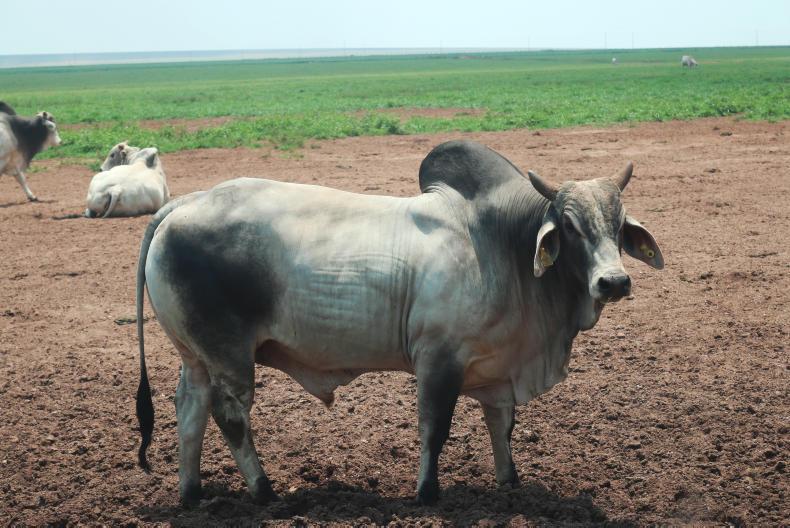 Brazil recovering customer confidence Brazil recovering customer confidence