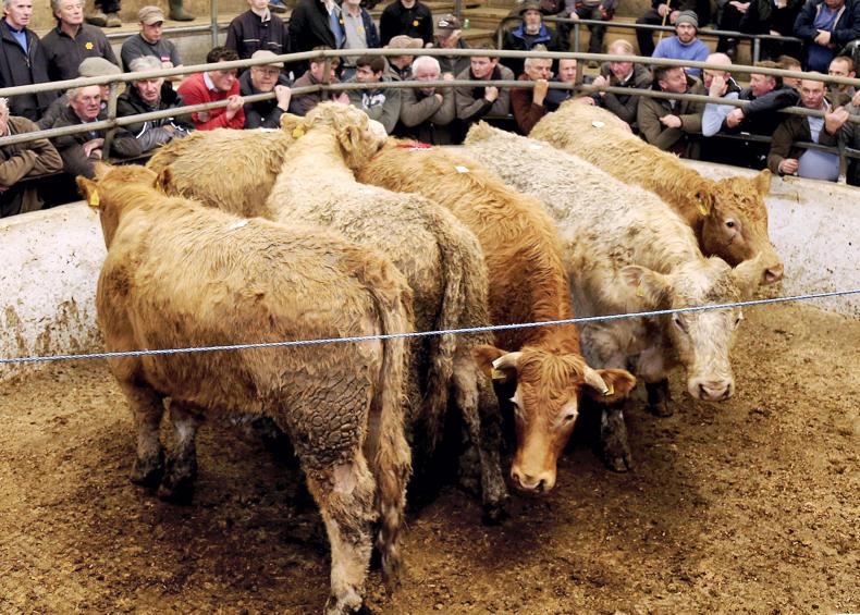 Beef bullocks and heifers in demand Beef bullocks and heifers in demand