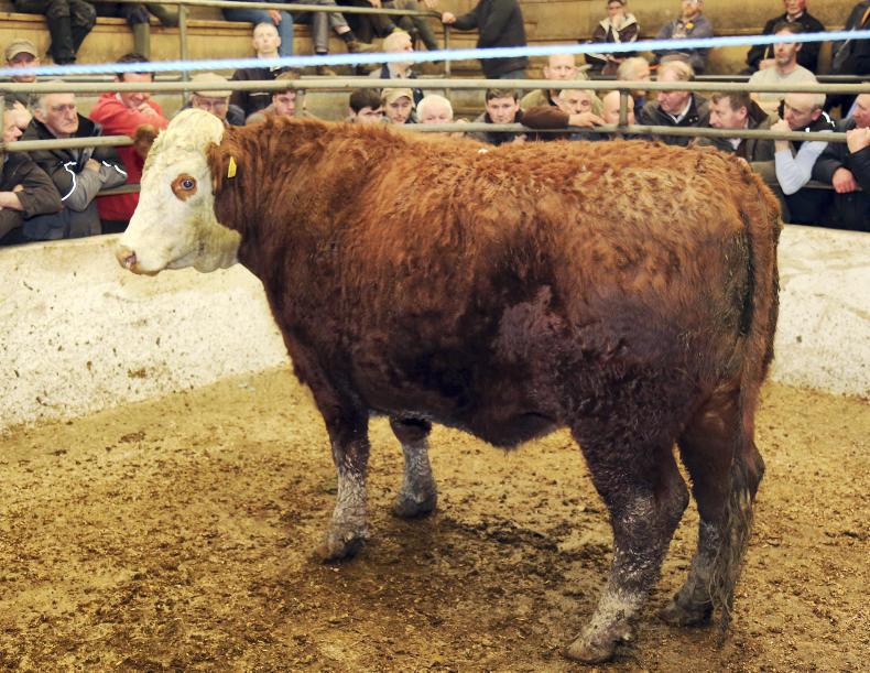 Beef bullocks and heifers in demand Beef bullocks and heifers in demand