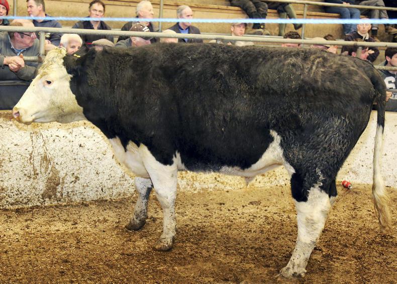 Beef bullocks and heifers in demand Beef bullocks and heifers in demand