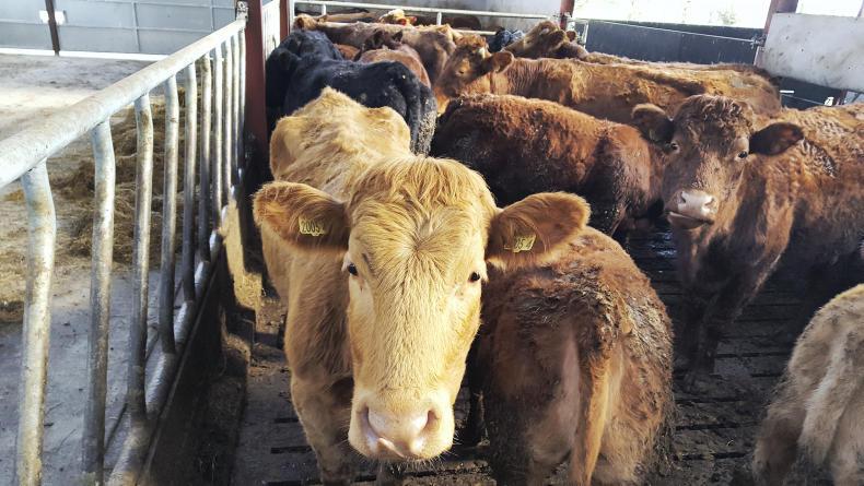 Size really matters in our sucklers Size really matters in our sucklers