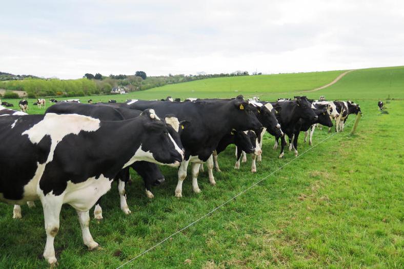 Bouncing back after TB to take on 2017 breeding season Bouncing back after TB to take on 2017 breeding season