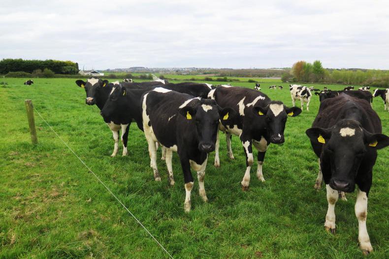 Bouncing back after TB to take on 2017 breeding season Bouncing back after TB to take on 2017 breeding season