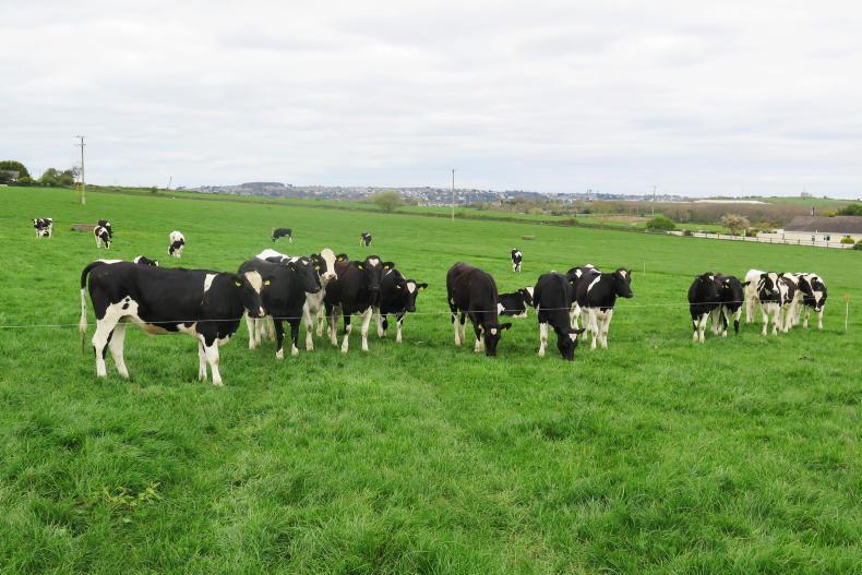 Bouncing back after TB to take on 2017 breeding season Bouncing back after TB to take on 2017 breeding season