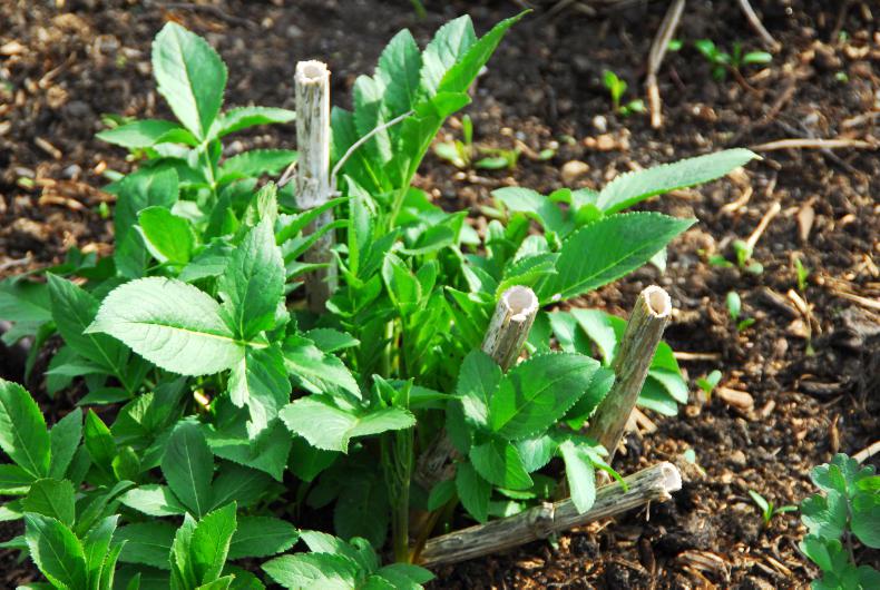 Sweetly scented lilac! Sweetly scented lilac!